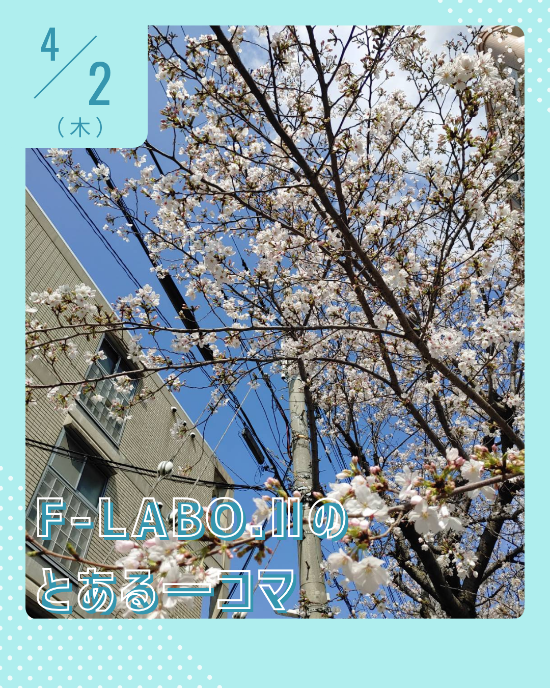 さくらさいたよ🌸